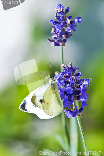 Image of Green-veined White, Pieris napi on lavender