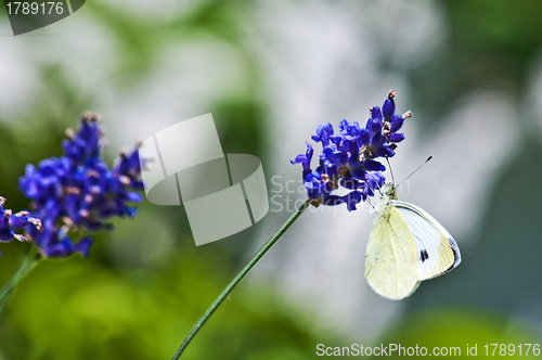Image of Green-veined White, Pieris napi on lavender