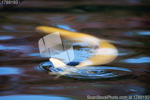 Image of zen-pond background