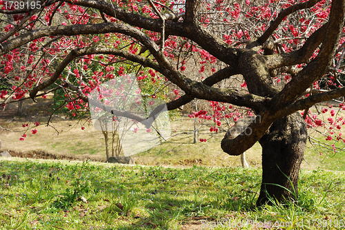 Image of blossom plum tree