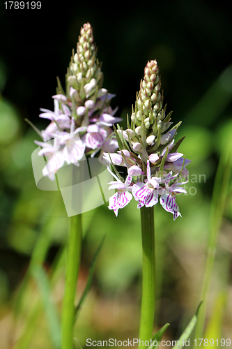 Image of Dactylorhiza maculata, Heath spotted orchid