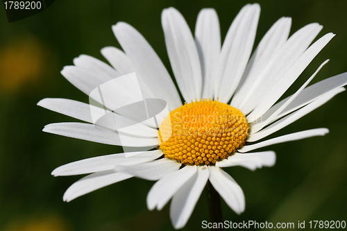 Image of Beautiful White Oxeye Daisy, Chrysanthemum leucanthemum 