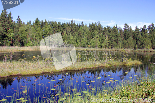 Image of Small Marshland Lake in Finland
