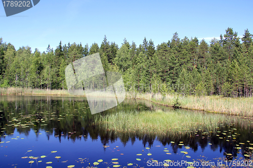 Image of Small Marshland Lake in Finland