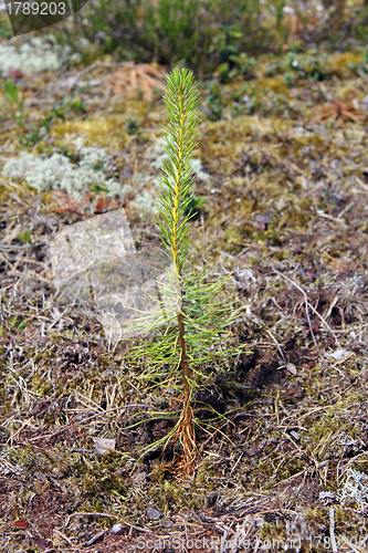 Image of Newly planted Pine tree seedling