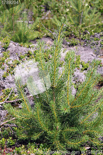 Image of Pine tree seedling