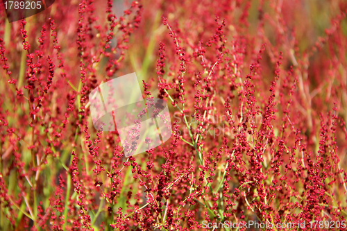 Image of Plant background of Rumex acetosella