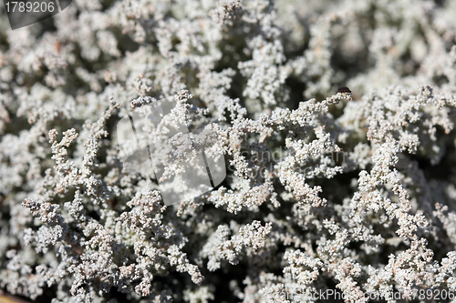 Image of Lichen Background of Stereocaulon spp