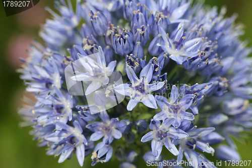 Image of Blue Allium caeruleum Flowers