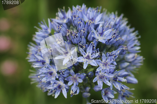 Image of Blue Allium caeruleum Flowers