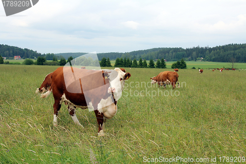 Image of Cows grazing on green summer meadow