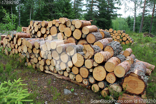 Image of Firewood in Summer Forest