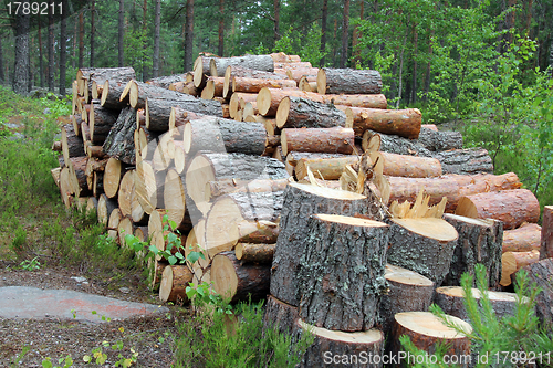 Image of Firewood in Summer Forest