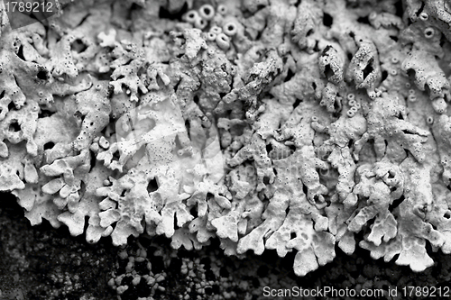 Image of Decorative element of Arctoparmelia centrifuga lichen