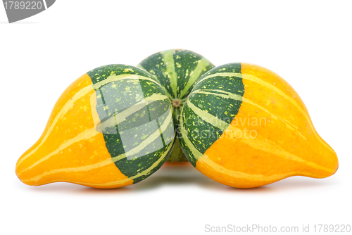 Image of Three yellow-green fancy pumpkins