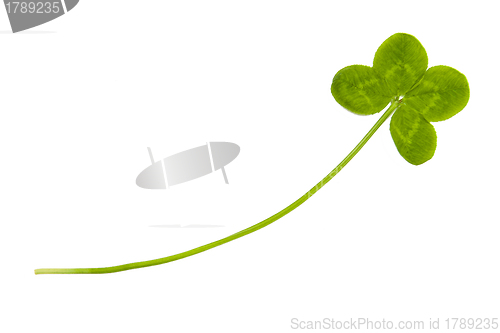 Image of Four leaf clover