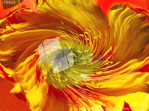 Image of flower spiral abstract