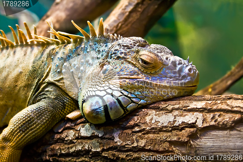 Image of Iguana