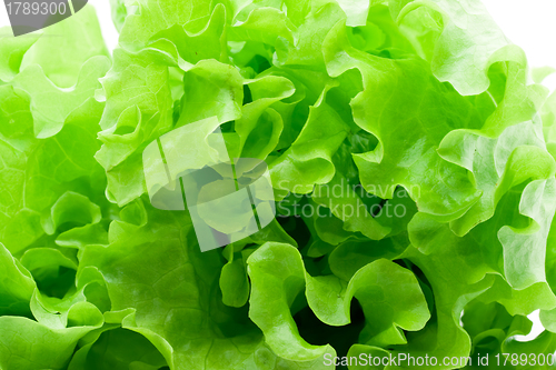 Image of Lettuce