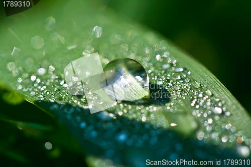 Image of Dew