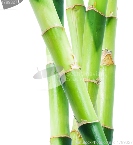 Image of Bamboo