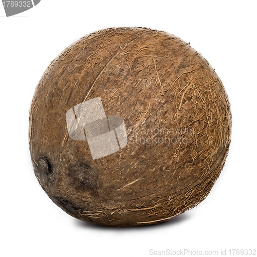 Image of Coconut