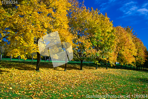 Image of yellow maples