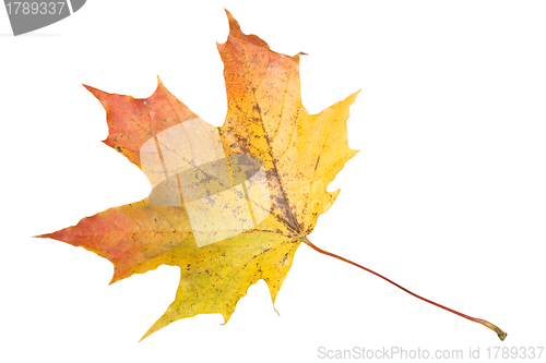 Image of Maple