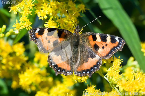 Image of Butterfly