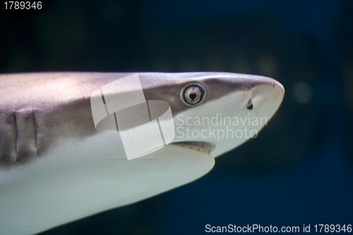 Image of Shark