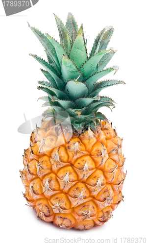 Image of Pineapple