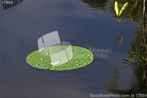 Image of Lilypad