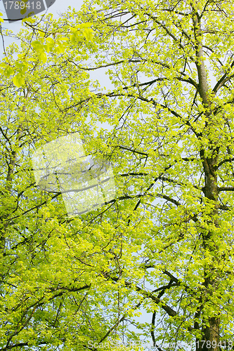 Image of Beautiful green leaves of an American Yellow Wood make pattern b