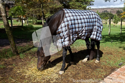 Image of Horse, blanket