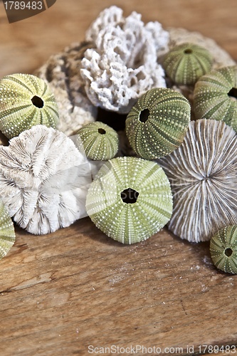 Image of Sea urchins