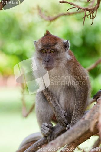 Image of macaque monkey