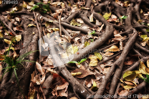 Image of tree roots