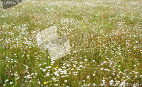 Image of dreamy field of flowers