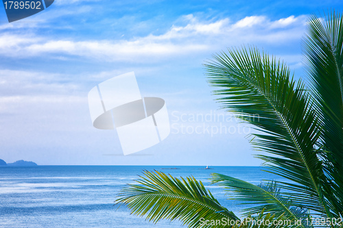 Image of palm leaves and the sea