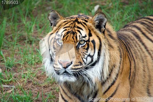 Image of sumatran tiger