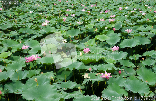 Image of water lillies