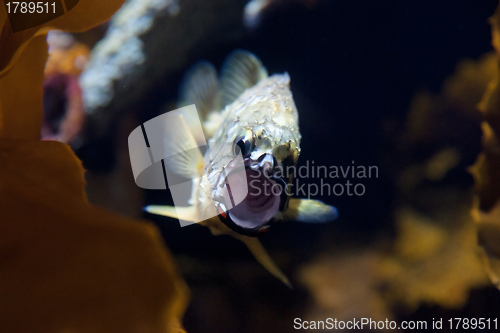 Image of pineapple fish