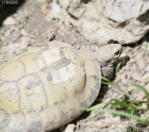 Image of Eastern hermanni tortoise 