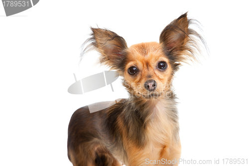 Image of Russian long-haired toy terrier on isolated white