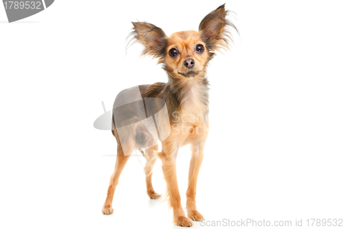 Image of Russian long-haired toy terrier on isolated white