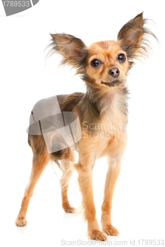 Image of Russian long-haired toy terrier on isolated white