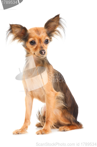 Image of Russian long-haired toy terrier on isolated white
