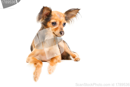 Image of Russian long-haired toy terrier on isolated white