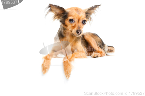 Image of Russian long-haired toy terrier on isolated white