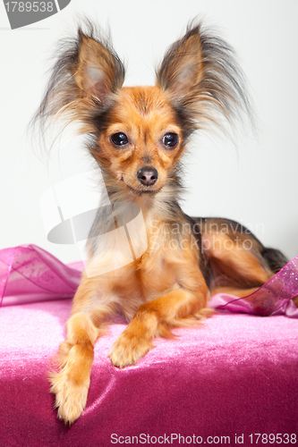 Image of Russian long-haired toy terrier on pink pillow